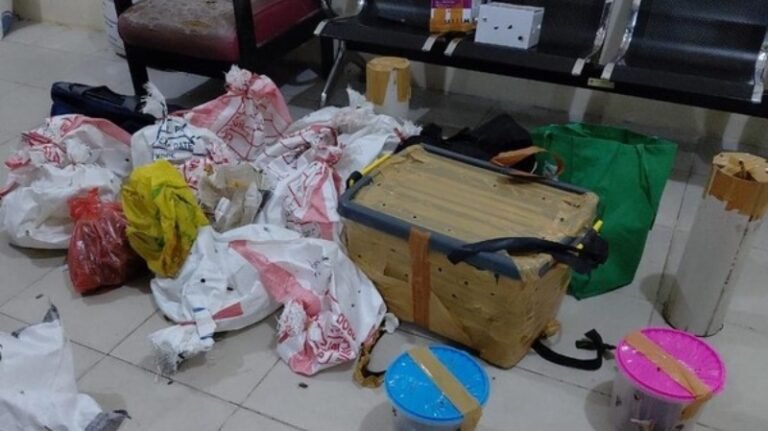 Gagalkan Penyelundupan, BBKSDA Amankan 24 Satwa Langka Papua