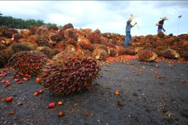 Indonesia Siapkan Sistem Traceability Hadapi Regulasi Anti Deforestasi Uni Eropa